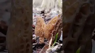 Грибы сморчки деликотесные  сморчковая шапочка. 