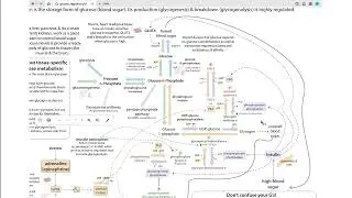 Biochemistry of blood sugar regulation & glucose homeostasis