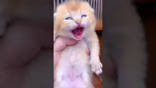 choti si billi