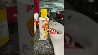 shark puppet gets cheese and drink cheese water