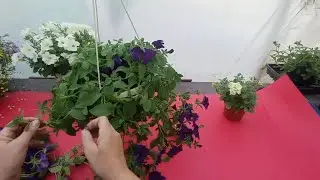 Ще не пізно виправити кашпо!