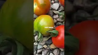 Tomato Harvest