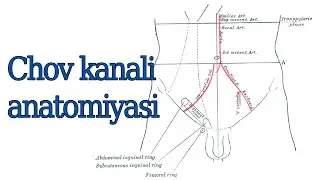 Chov kanali anatomiyasi  4 kurs talabasi Pardayeva Munisa