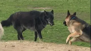 A Huge Wolf-dog Scares a German Shepherd