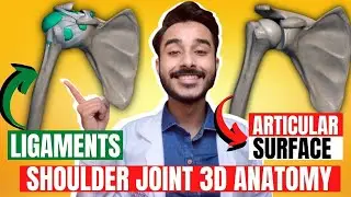 shoulder joint anatomy 3d | ligaments of shoulder joint | anatomy of shoulder joint ligaments