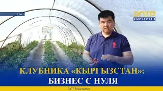 КЛУБНИКА «КЫРГЫЗСТАН»: БИЗНЕС С НУЛЯ