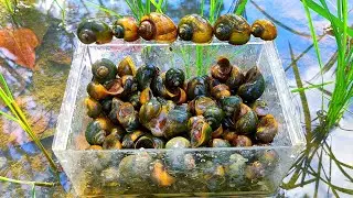look for golden snails blackened by moss