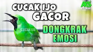 PANCINGAN CUCAK IJO GACOR COCOK UNTUK DONGKRAK EMOSI MENAIKKAN MENTAL TARUNG FULL ISIAN TEMBAKAN