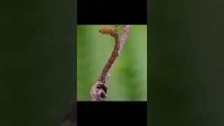 Carnivorous caterpillar!