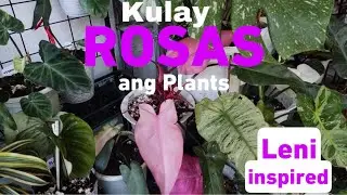 Plants That I Turned Pink | Kakam Pink Plants