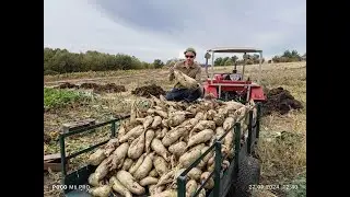 Вывозим ТОННЫ кормовой свеклы с огорода! Стратегический кормовой запас!