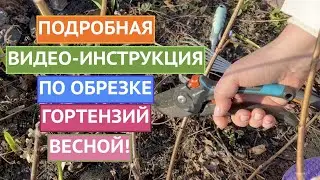 КАК ПРАВИЛЬНО ОБРЕЗАТЬ ГОРТЕНЗИЮ НА ЦВЕТЕНИЕ!