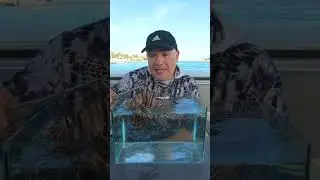 Lion FISH!