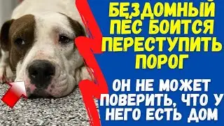 Бездомный Пёс Боится Переступить Порог. Он Не Может Поверить, Что у Него Есть Дом!