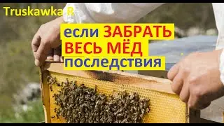 #Пчёлы.  Можна ли выкачать у пчёл весь мёд? Будет больше расплода или нет?