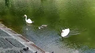 Лебеди