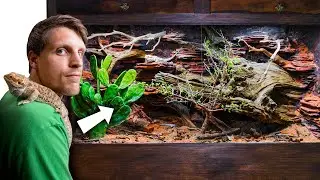 Abandoned Bearded Dragon Gets Mansion Vivarium (Giant Bioactive Build)