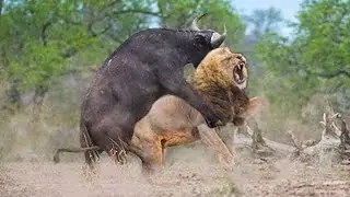 15 Animals That Could Defeat a Lion