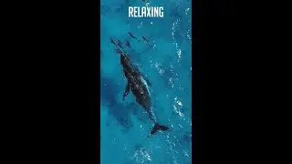 Relaxing Whales and Dolphins, Peace...