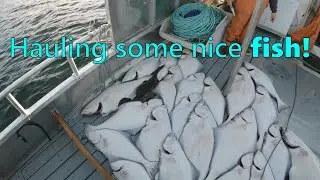 Catching a Nice Haul of Halibut!