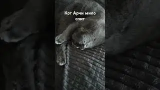 Кот Арчи мило спит