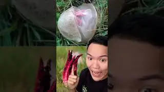 Kalau melihat telur alien seperti ini di halaman kalian ‼️ JANGAN PANIK ⚠️ 