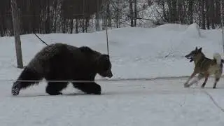 Испытания западно-сибирской лайки по медведю. Хватка 1 г. 4 мес.