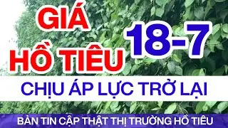 Giá tiêu hôm nay ngày 18/7/2024 chịu áp lực tạm thời