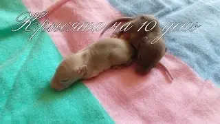 Крысята 10 день/ 10 day rats