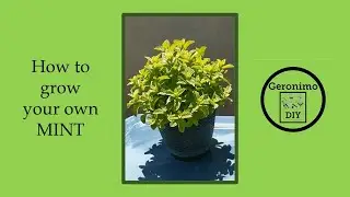 How to grow your own Mint