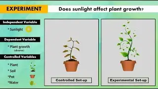 Independent, Dependent and Controlled Variables in Controlled and Experimental Set-up