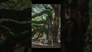 Largest Live Oak East of Mississippi - The Angel Oak