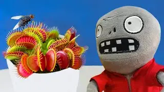 Venus Flytrap Eats Fly | Imp Feeds a Chomper | Plants vs. Zombies In Real Life (dionaea muscipula)