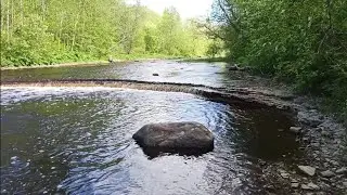 Лето. Палеонтология. Окаменелости