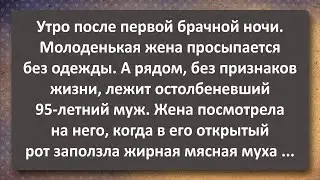 95-летний Дед Женился на Молодухе! Сборник Самых Свежих Анекдотов! Юмор