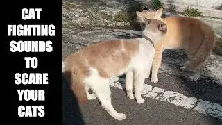 Cat Fighting Sounds to Scare Cats #7