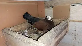 На обзоре домашние голуби / There are domestic pigeons on the review