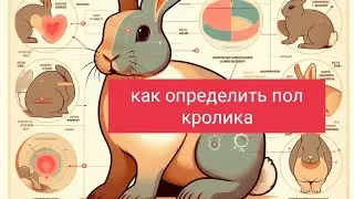 как определить пол у кроликов!