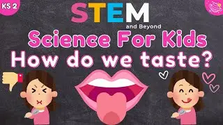 The Science of Taste | KS2 Science | STEM and Beyond