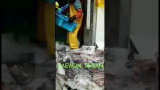 페루 대왕오징어 가공공장 현장