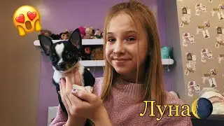 У МЕНЯ ВТОРАЯ СОБАКА😱/ИМЯ🥺/ХАРАКТЕР😎/ОКРАС🐕