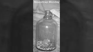 Accidental Glass Jug Mouse Trap Works! #mousetrapmonday #pestcontrol