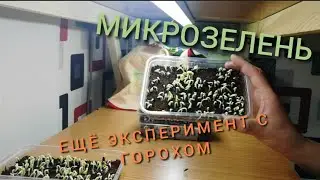 Микрозелень / Люцерна / ПОДСОЛНУХ / Эксперимент с горохом /#14