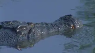 Sneaky Crocodile