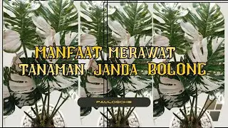 manfaat merawat dan menanam tanaman hias janda bolong