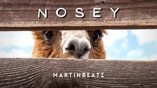 Martinbeatz - Nosey 🦙