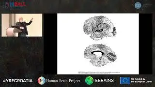Miloš Judaš - Postnatal development of the human brain