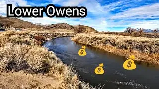 Expensive Fish | Lower Owens River Trout Fishing | Eastern Sierra