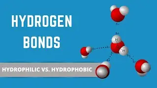 HYDROGEN BONDS (HYDROPHILIC VS HYDROPHOBIC)