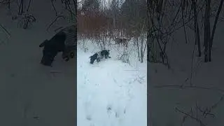 со щенками в лес